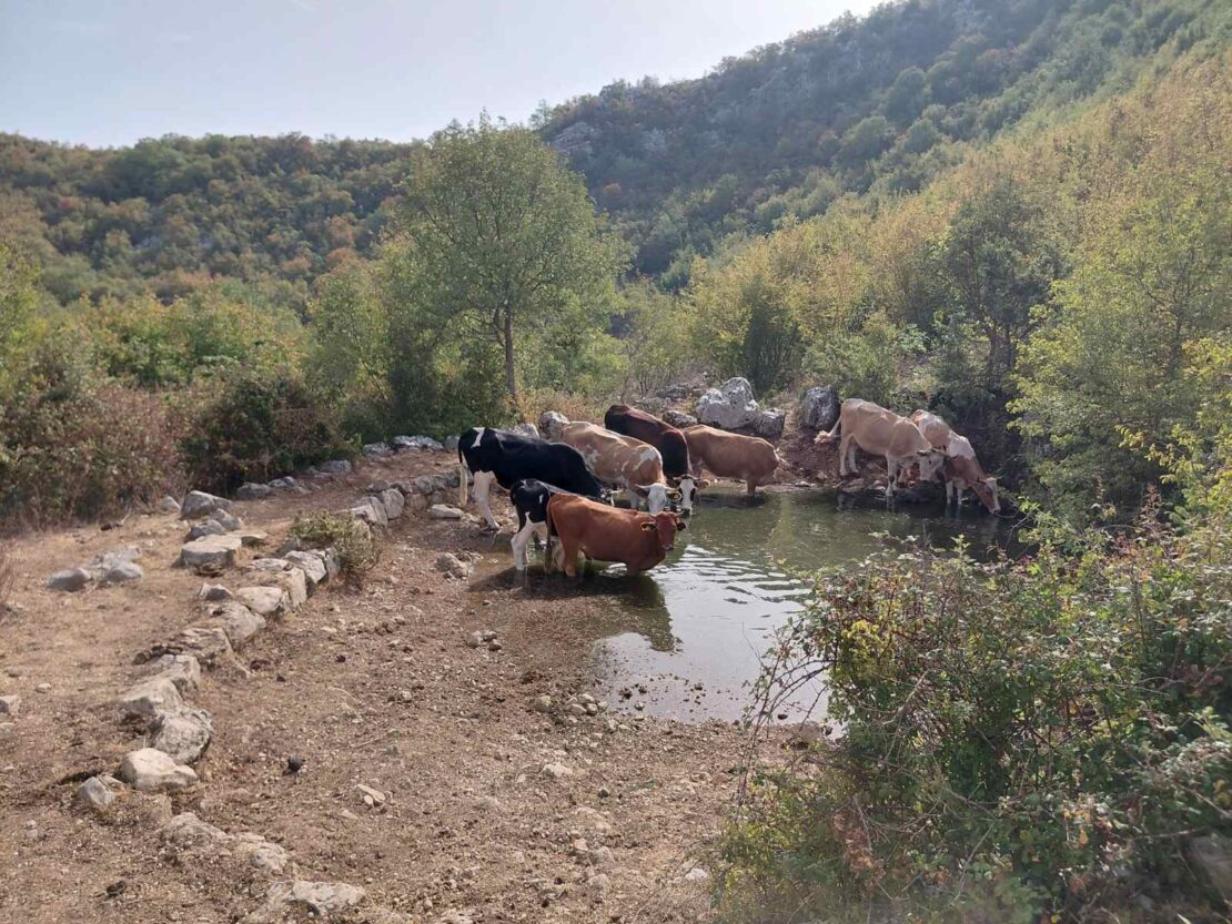 Обезбијеђена вода за стоку у требињским селима уз помоћ Манастира Острог и Марка Ковачевића